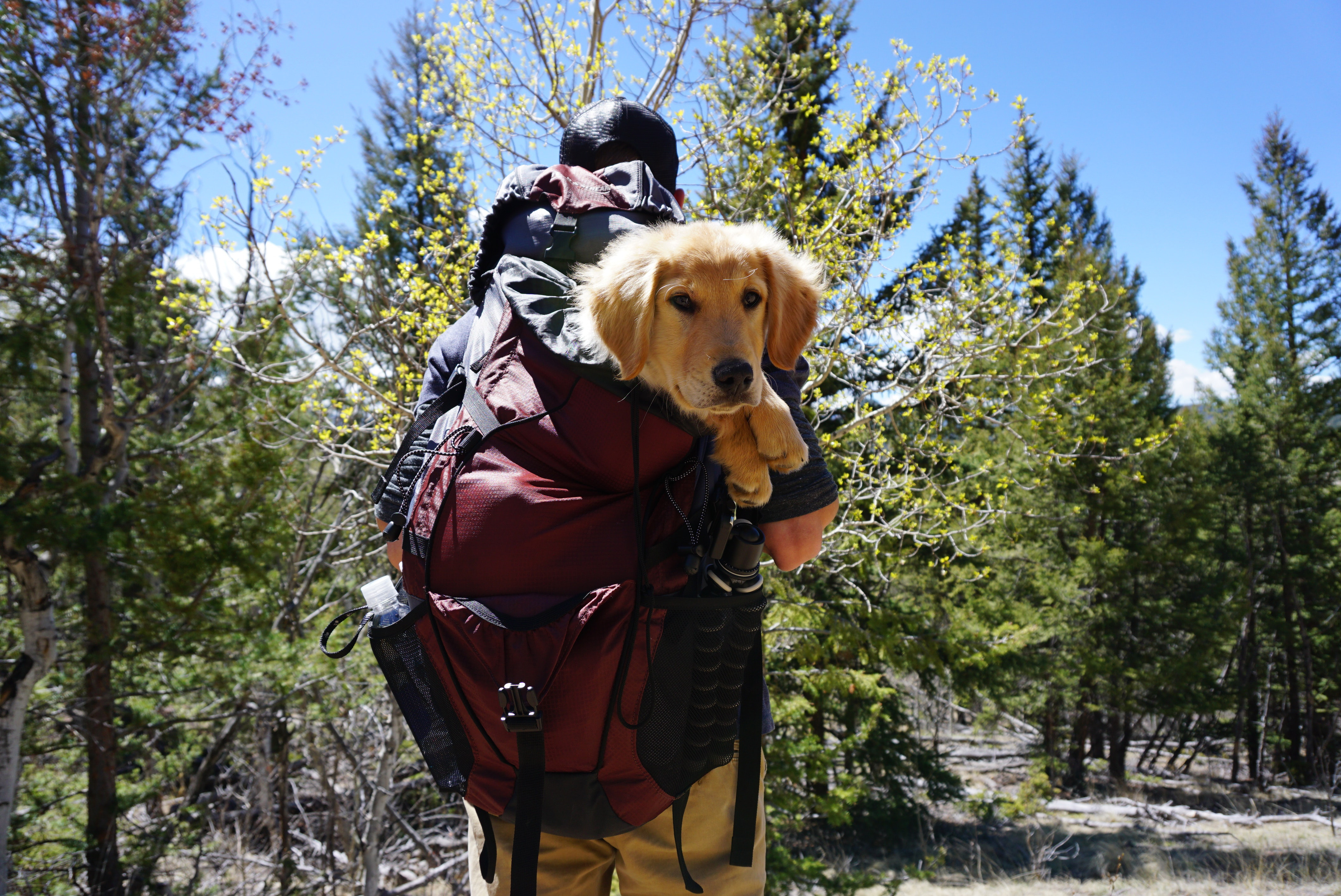 Dog being carried in backpack on trail