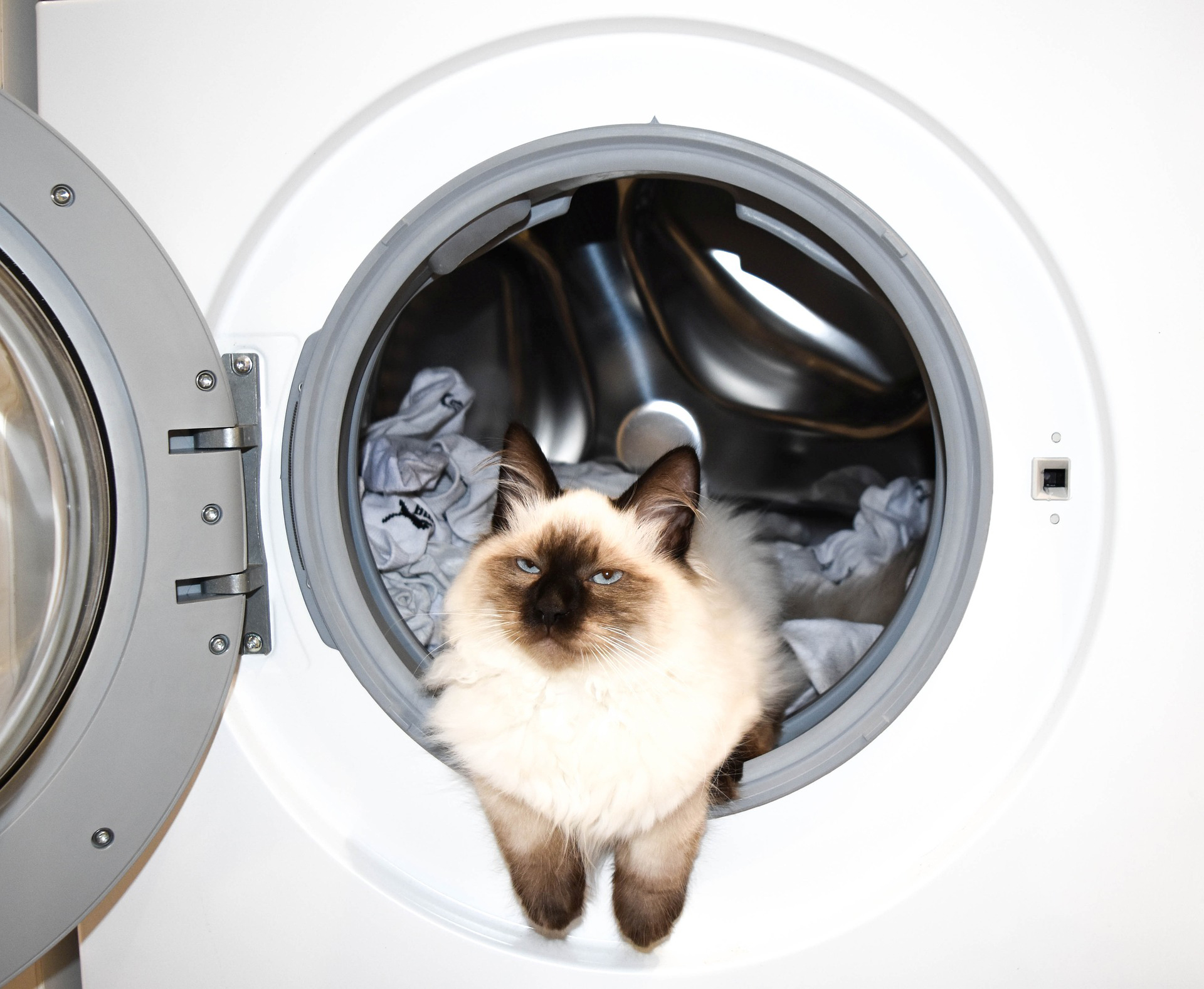washing-machine-cat