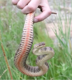 Brazos Water Snake